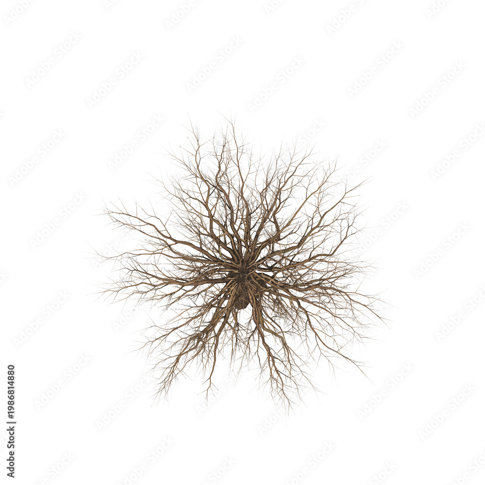 Naklejka premium tree top view, isolate on a transparent background, 3d illustration 