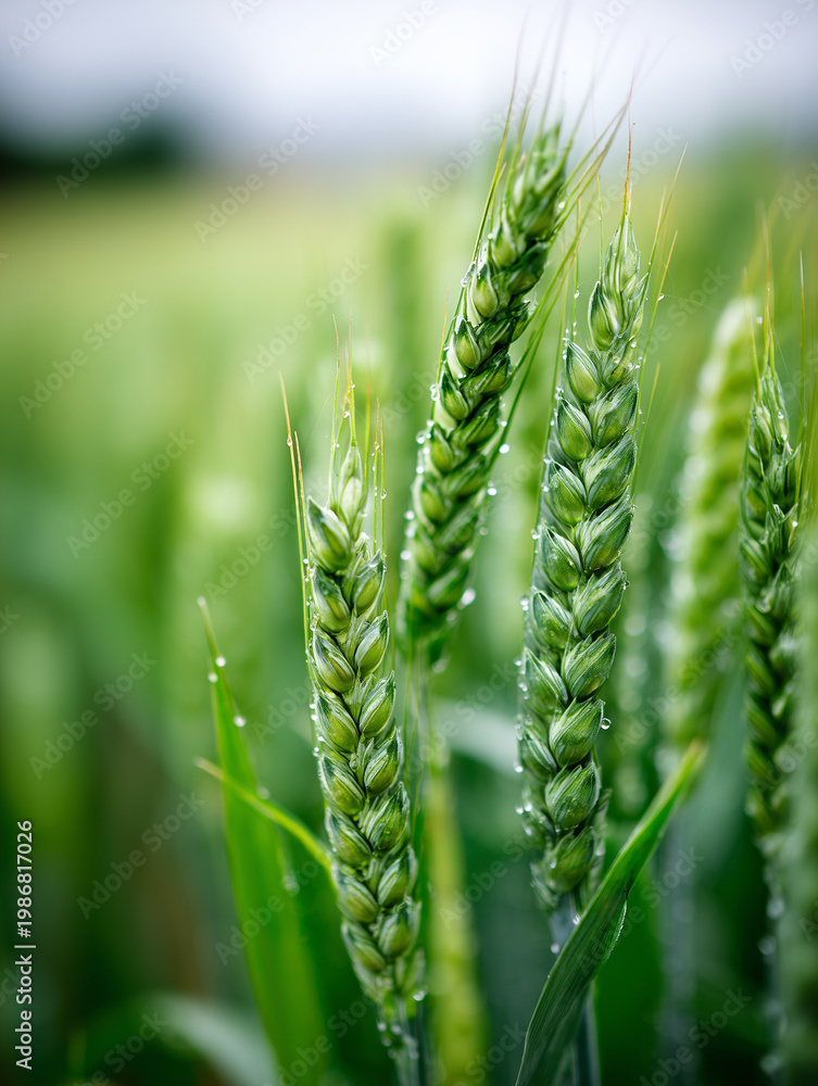 Fototapeta premium Fresh green wheat ears with dew drops in a field.