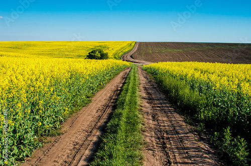 Road to heaven in the midst of rapes flowers field