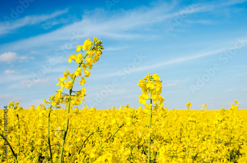 Fabulous spring landscape with flowers of rape middle of the field on the background of blue sky.