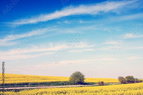 Incredible fun spring landscape with yellow rape field and bush against the sky with bands of clouds