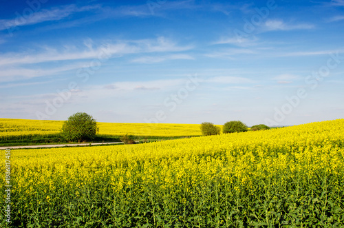 Incredible fun spring landscape with yellow rape field and bush against the sky with bands of clouds