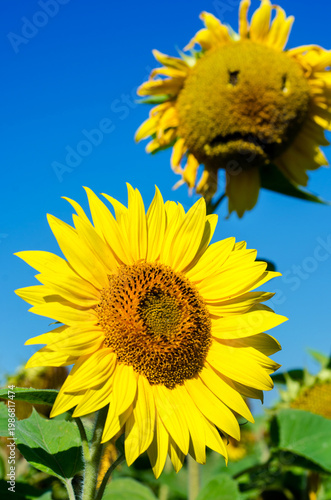 sunflower sad physiognomy  near the blooming sunflower in the foreground (sadness, despair, depression, old age - concept)