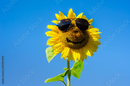 Fabulous landscape of sunflower with and face with a smile and sunglasses against the blue sky (optimism, joy, happiness, enthusiasm, ANTI-CRISIS, antidepressant - concept)