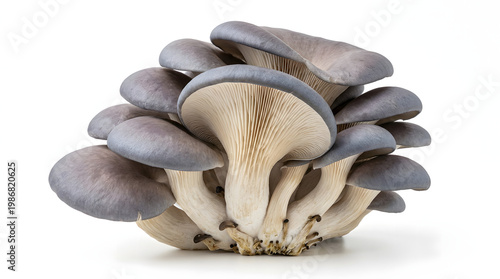 A stunning cluster of fresh blue oyster mushrooms with rippled gray-blue caps and ivory gills, isolated on white background.