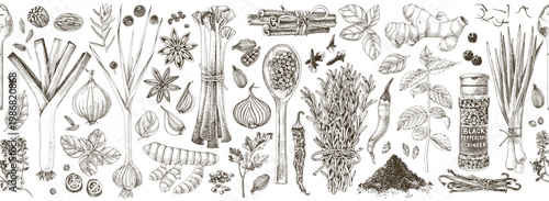 Herbs and spices hand drawn collection