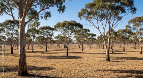 Outback landscape, trees dotting the dry, golden grassland under a clear blue sky