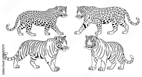 Black and white big cats walking.