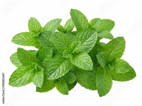 Vibrant Fresh Mint Leaves Cluster | Organic Peppermint Herb High Resolution Stock Image