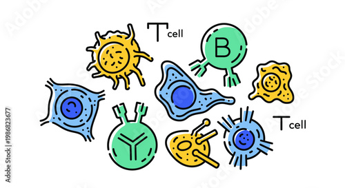 Colorful illustration of immune cells.