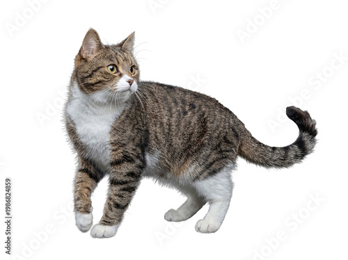 Elegant domestic tabby and white cat walking confidently, looking left, isolated on a transparent background.