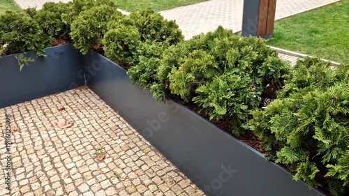 Planter powder coated aluminum or galvanized steel trough in charcoal or anthracite finish popular durable, weather resistant dwarf  Arborvitae, possibly something like Danica or Little Giant. front