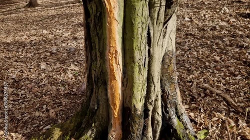 you see weeping liquid slime flux, mushrooms growing directly out of the crack, or if the tree starts losing its canopy leaves on that side, it's time to call a certified arborist to check for interna