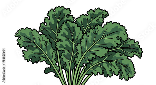 Green leafy vegetable bunch illustration.