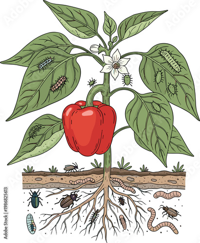 Red Bell Pepper Plant Illustration Featuring Common Garden Pests, Soil Insects, Root Parasites, and Leaf Eating Caterpillars for Agricultural and Educational Projects