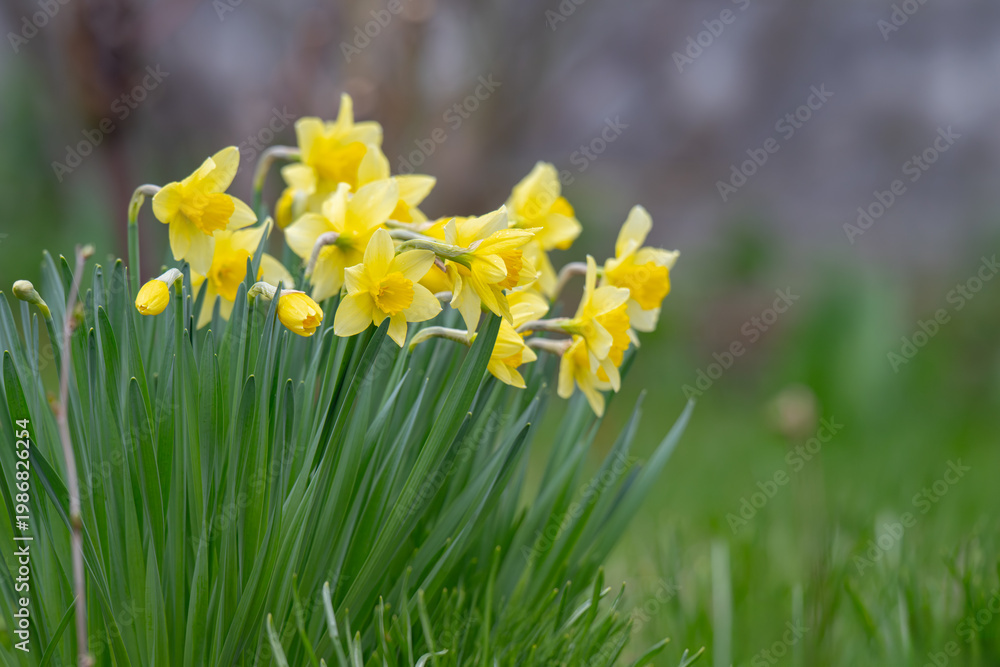Fototapeta premium Bright yellow and orange daffodil in bloom, seasonal floral display