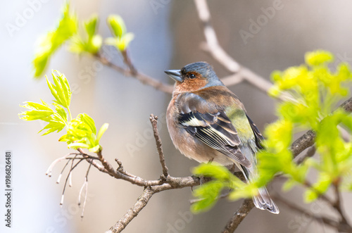 Common chaffinch, Fringilla coelebs, sits on a branch in spring on green background.