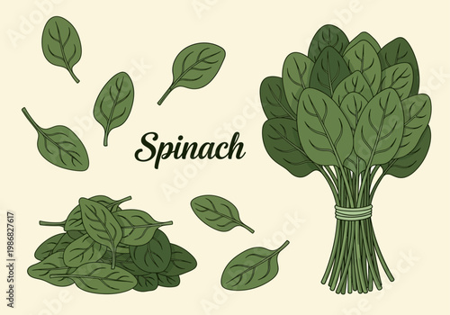 Fresh Organic Spinach Leaves and Bunch Illustration. Hand-drawn botanical vector set for healthy eating, cooking, and grocery design on a cream background.