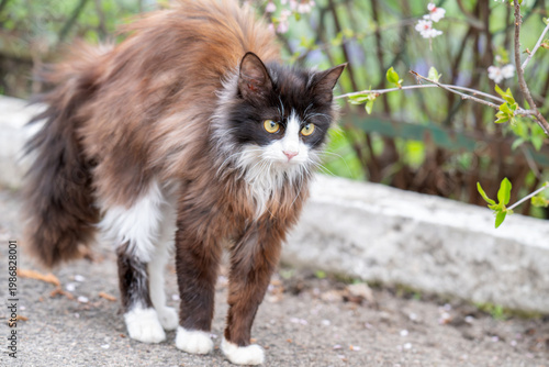 photo of a cat outside