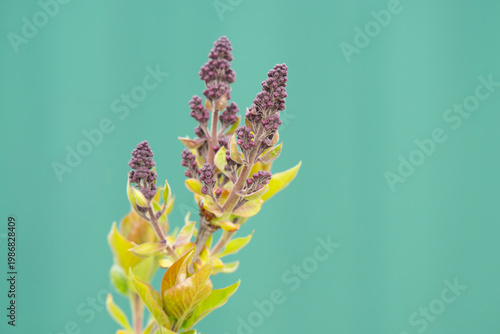 A photo of lilac branches