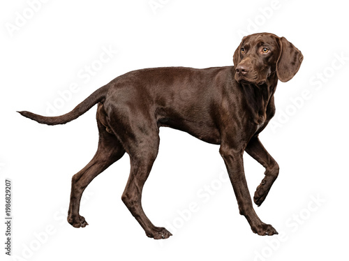 Bilde på lerret Elegant brown German Shorthaired Pointer dog standing, gracefully looking to the right
