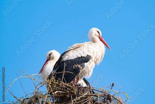  photo of storks in a nest in spring