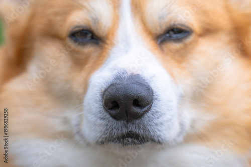  photo of a corgi's black nose