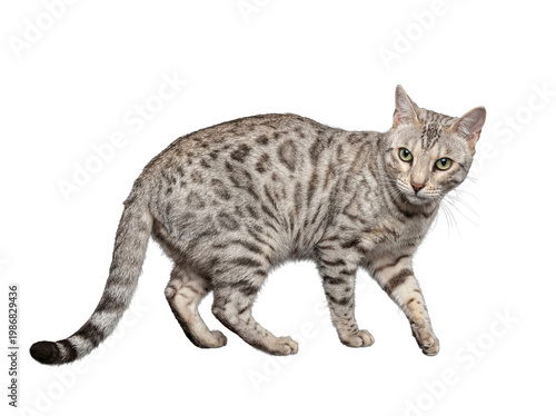 Fotografie A captivating silver Egyptian Mau cat with piercing green eyes, presented in a professional studio photograph