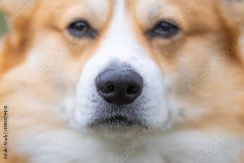  photo of a corgi's black nose