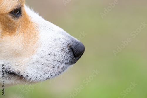  photo of a corgi's black nose