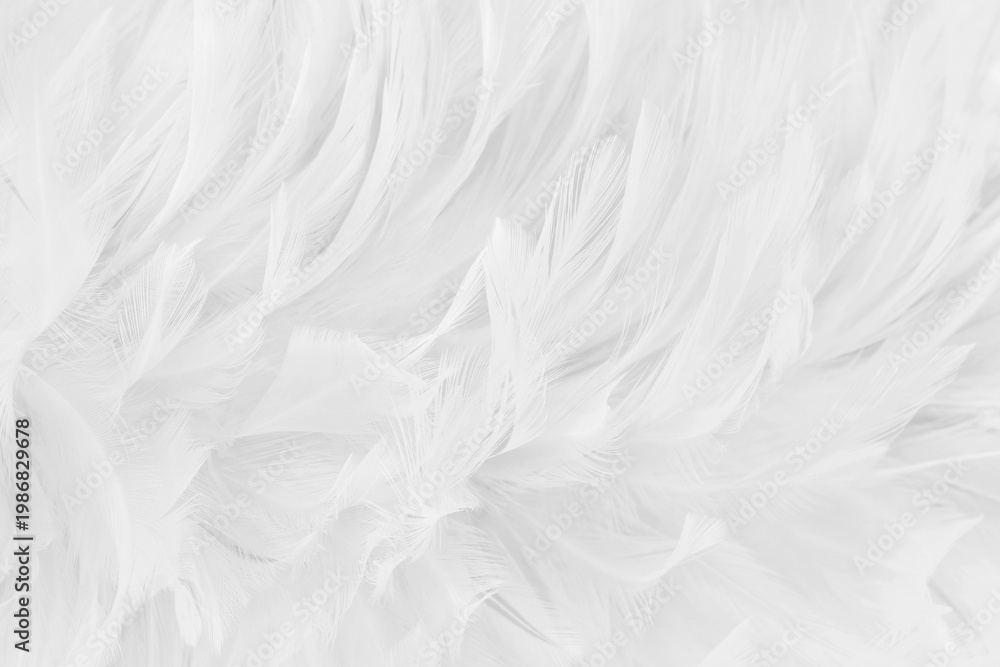 Obraz premium Beautiful white grey bird feathers pattern texture background.