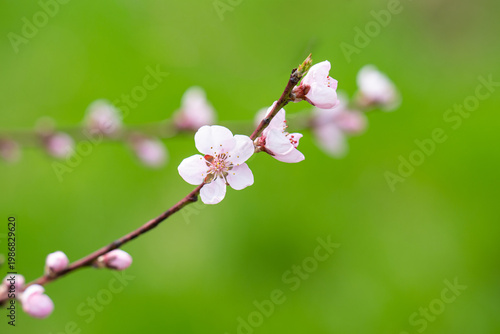  photo of a branch with cherry blossoms in spring