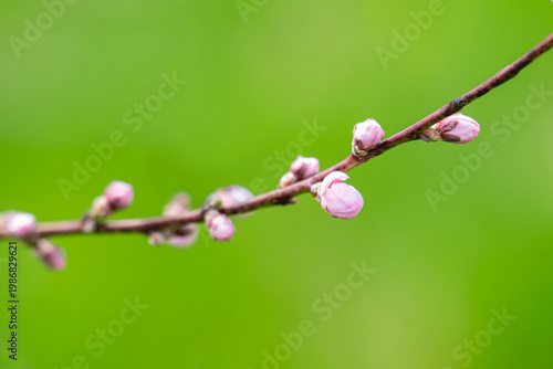  photo of a branch with cherry blossoms in spring