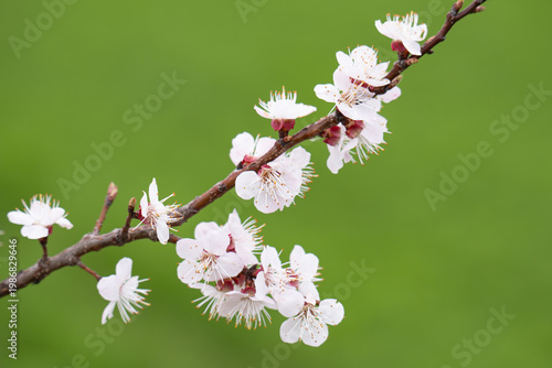  photo of a branch with cherry blossoms in spring