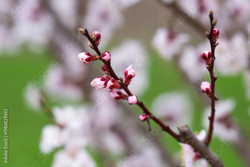  photo of a branch with cherry blossoms in spring