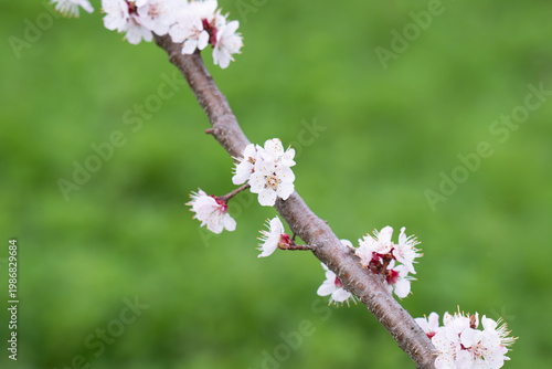  photo of a branch with cherry blossoms in spring