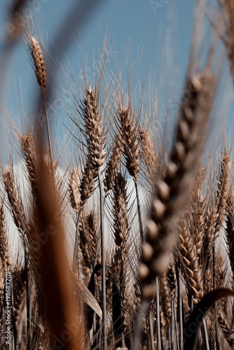 Fotografia Dramatic close up perspective through a wheat field, with ears of grain in sharp focus against a blue sky