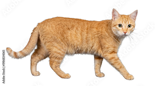 Принти на полотні Friendly orange tabby cat with striped fur patterns walking gracefully and looking directly at the camera