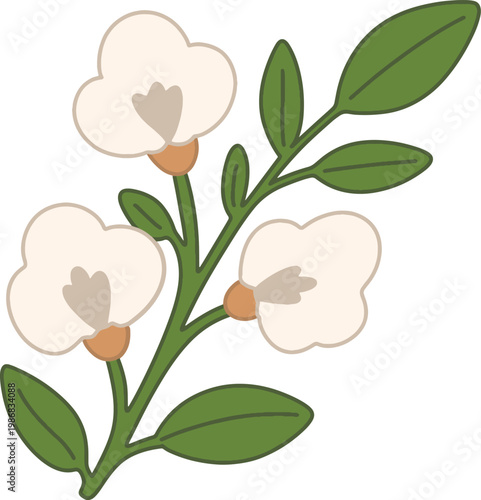 Cotton Flower Plant Botanical Flat Illustration