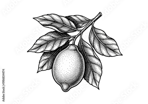 Hand Drawn Lemon Fruit Branch with Leaves Vintage Engraving Style Botanical Illustration Isolated on White Background for Food Label and Organic Packaging Design