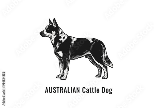 Vintage Woodcut Illustration of an Australian Cattle Dog - Blue Heeler Engraving Style Vector