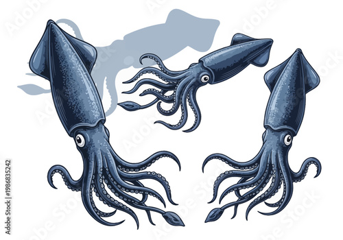 Vintage Blue Squid Illustration Set - Hand Drawn Marine Life Engraving Style - Retro Cephalopod Vector Art for Seafood Menus and Marine Design