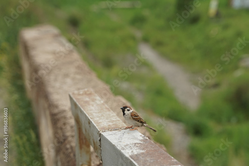 a sparrow bird sits on a metal piril