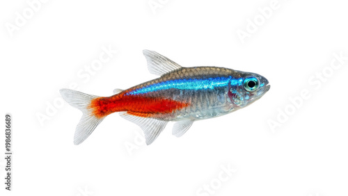 Tableau sur toile Neon tetra fish displayed in a side profile on transparent background