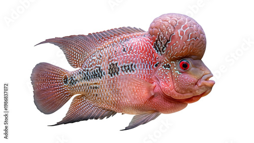 Картината върху платно A vibrant red devil cichlid fish portrait on transparent background