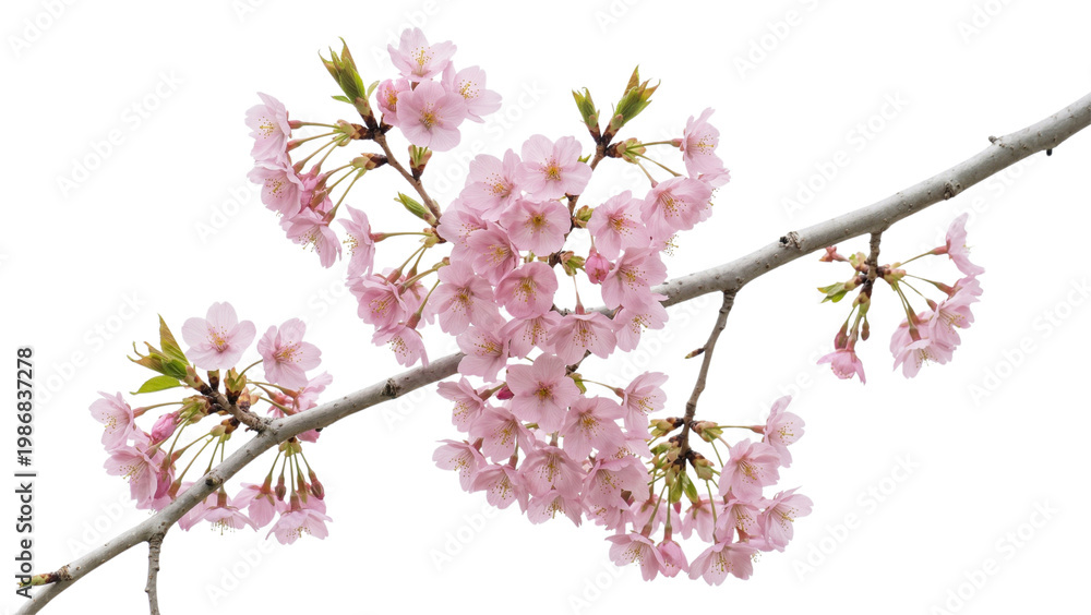 Obraz premium Delicate cherry blossom branch with pink flowers on transparent background