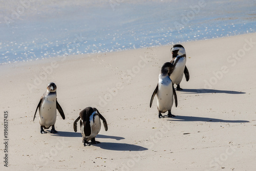 Boulders beach near Cape Town where a small colony of the African penguins, which is an severe endangered species. South Africa is trying with an extensive programme to conserve these penguins, with d