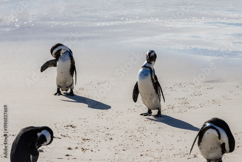 Boulders beach near Cape Town where a small colony of the African penguins, which is an severe endangered species. South Africa is trying with an extensive programme to conserve these penguins, with d