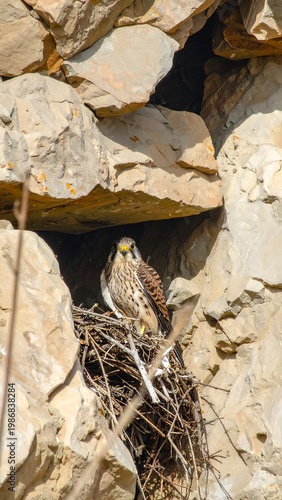 A bird perched on a twig in front of a rocky cliff face