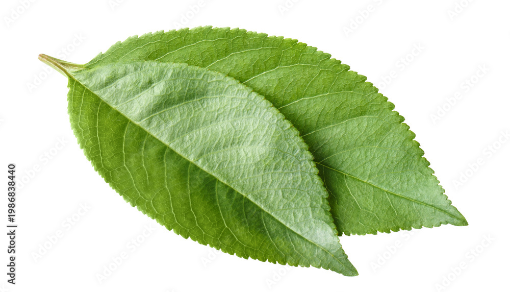 Fototapeta premium Two green leaves arranged naturally with visible veins, isolated on cutout transparent background